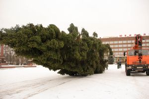 Ёлочка приехала! (ФОТО)