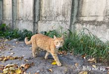 Прогноз погоды на 27 сентября в Великих Луках