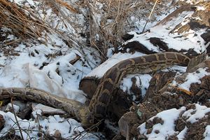 Бульдозерист из Бежаниц нашел на свалке питона (фото)