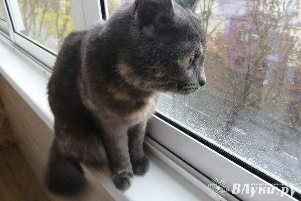 На территории Пскова введён карантин по бешенству из-за покусавшего хозяйку кота