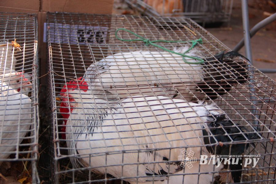 Торговая ярмарка «Осень-2016» прошла в Великих Луках (ФОТО)