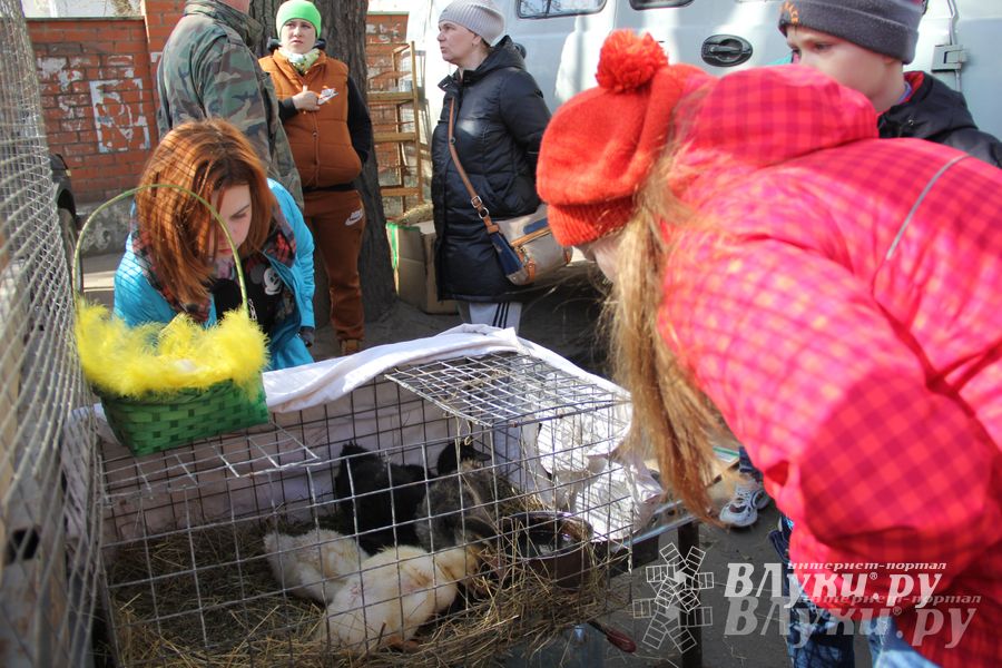 Универсальная торговая ярмарка «Весна-2015» прошла в Великих Луках (фото)