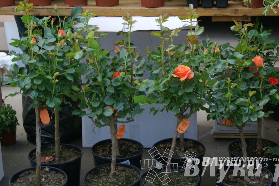 Весенняя ярмарка 2013 прошла в Великих Луках