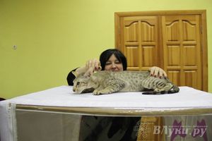 В Великих Луках прошла выставка кошек (фото)