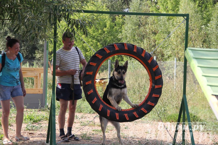 День открытых дверей на спортивно-дрессировочной площадке