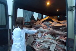 В Псковской области задержано 2 тонны белорусской говядины (ФОТО)