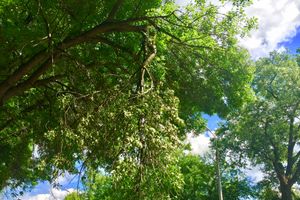 Ветка на проспекте Гагарина клонится в сторону неизбежности... (ФОТО)