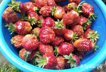 Прогноз погоды на 11 июля в Великих Луках