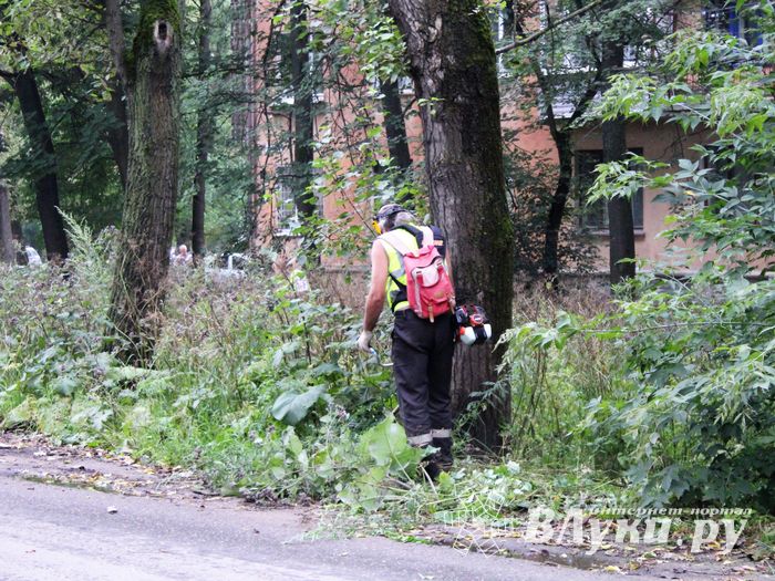 В Великих Луках косят (ФОТО)