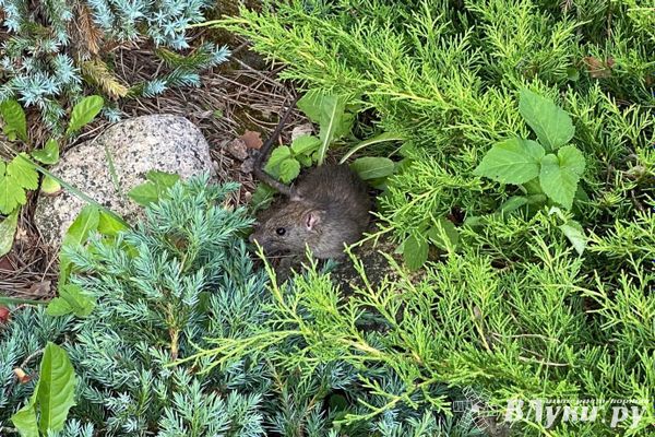 Россиян предупредили о смертельно опасной болезни дачников