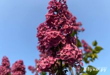 Великолучанина оштрафовали за удар полицейского веткой сирени