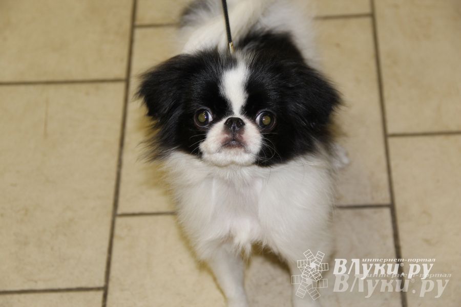 Всероссийская выставка собак в Великих Луках (фото)