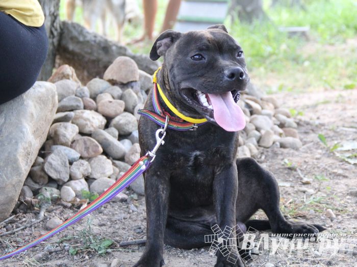 День открытых дверей на спортивно-дрессировочной площадке