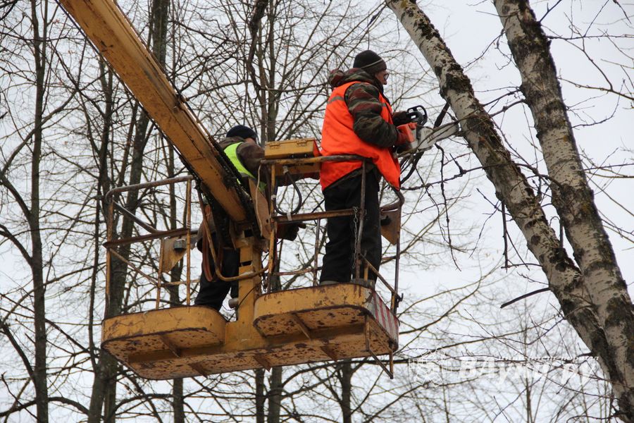 На проспекте Гагарина идет формовка деревьев (ФОТО)
