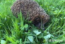 Прогноз погоды на 6 мая в Великих Луках