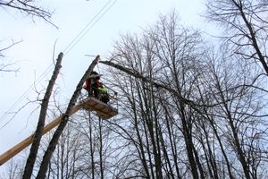 На проспекте Гагарина идет формовка деревьев (ФОТО)
