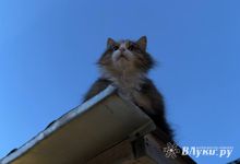 Прогноз погоды на 13 мая в Великих Луках