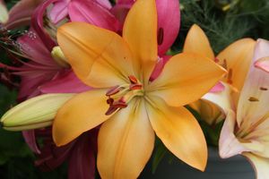 «Парад детских колясок» в День семьи, любви и верности (ФОТО)