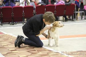 Всероссийская выставка собак «Великие Луки — 2014»
