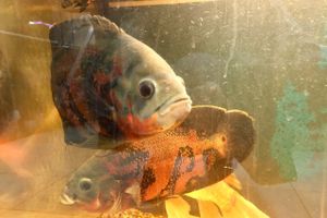 «Zooбастики»: подарите праздник своим любимцам! (ФОТО+ВИДЕО)