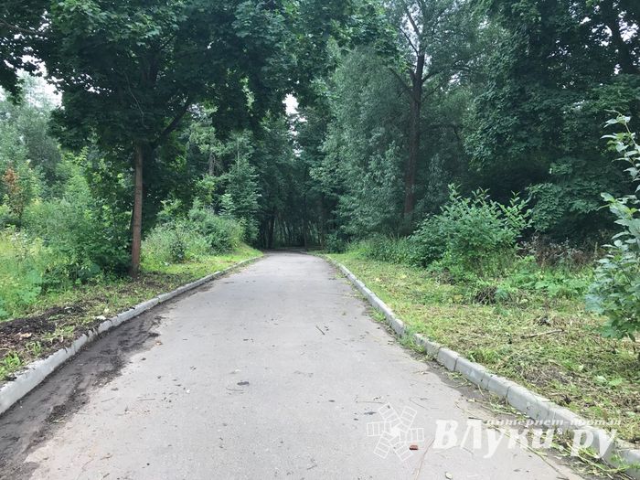 Дятлинку покосили (ФОТО)