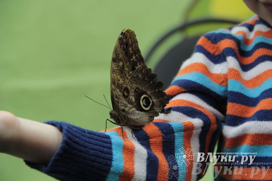 Обзор выставок Краеведческого музея