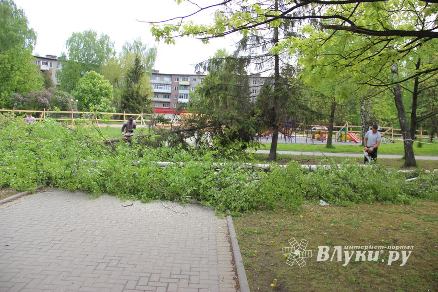 На площади Калинина убирают лишние деревья (ФОТО)