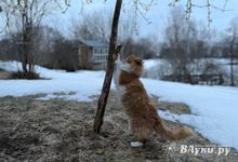 Прогноз погоды на 4 февраля в Великих Луках