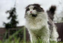 Прогноз погоды на 23 августа в Великих Луках