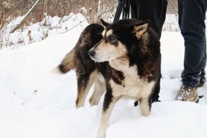 Черныш, спасённый из ледяной воды, ищет хозяина (ФОТО)