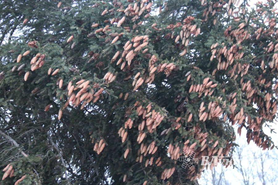 В Великие Луки приехала главная новогодняя ель (ФОТО)