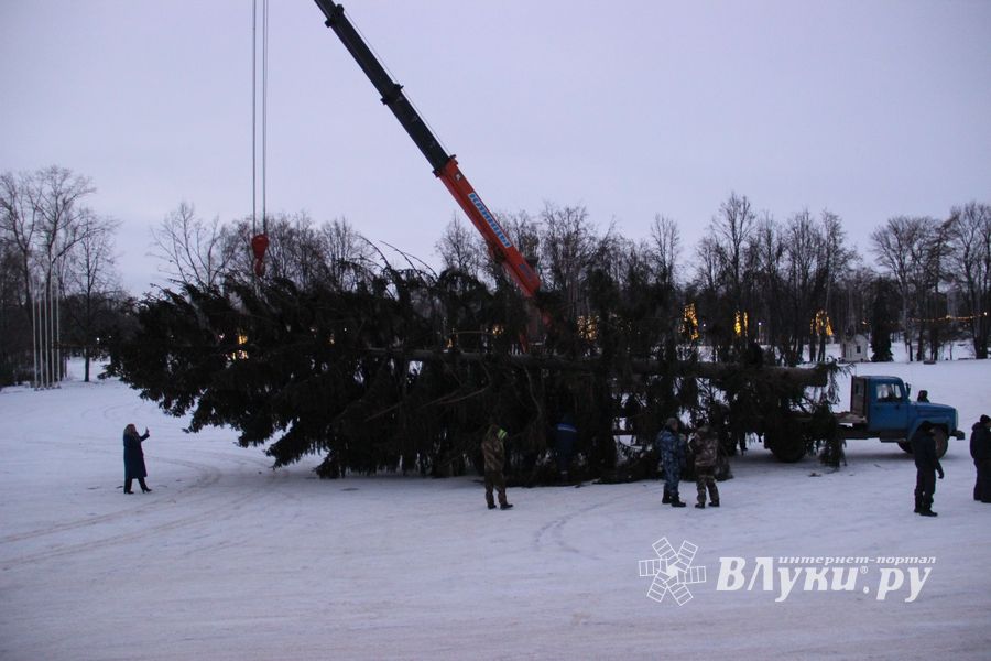 Новогодняя ёлочка приехала наконец в Великие Луки (ФОТО)