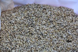 В Великих Луках прошла универсальная осенняя ярмарка (ФОТО)