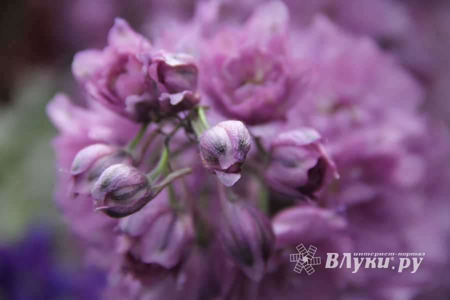 «Парад детских колясок» в День семьи, любви и верности (ФОТО)