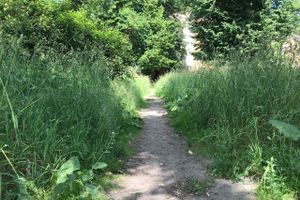 Трава у дома (ФОТО)