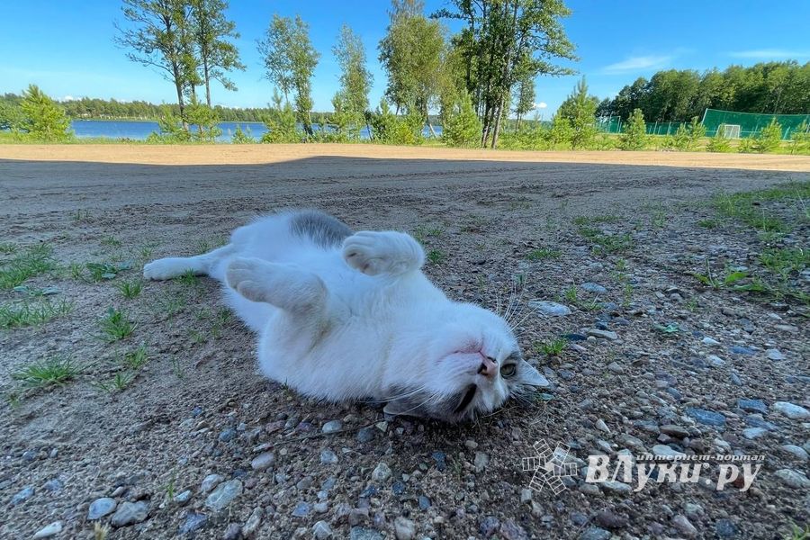 ВЛуки.ру