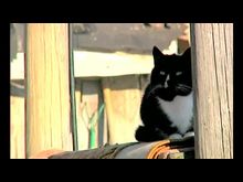 Импульс-ТВ: Международный день животных