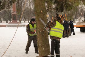 Ёлочка приехала! (ФОТО)