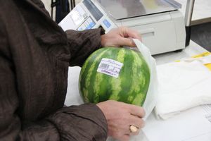 В Великих Луках проверили бахчевые (ФОТО)