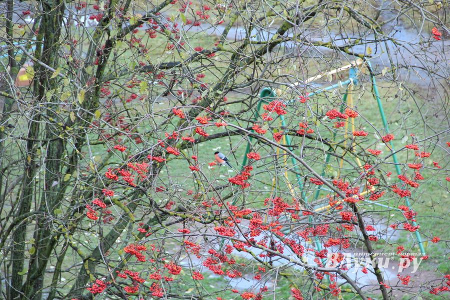 Зима в Великих Луках будет суровой (ФОТО)