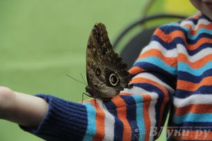 Обзор выставок Краеведческого музея