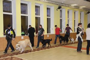 Всероссийская выставка собак в Великих Луках (фото)