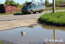 Фотофакт: селезню приглянулась лужа на дороге