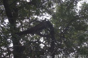 Великолучане пожаловались на сайте губернатора на ямы при выезде их города и на сломанное дерево в парке Пушкина (фото)