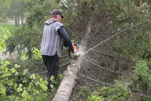 На площади Калинина убирают лишние деревья (ФОТО)