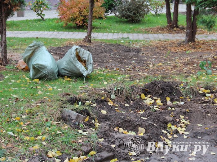 Куда исчезли пихты у Свято-Вознесенского собора в Великих Луках