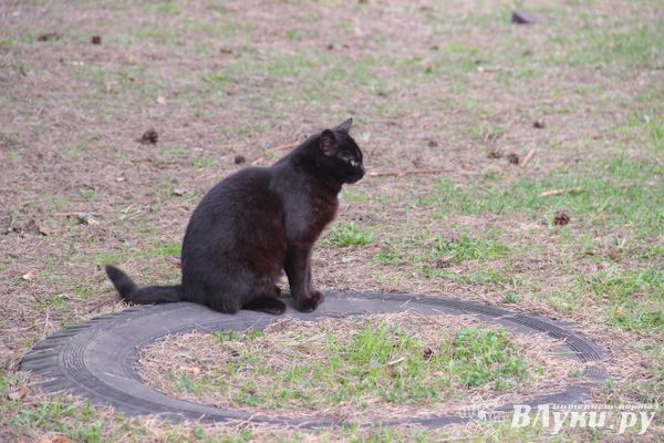 Жителю Великих Лук грозит тюремный срок за жестокое убийство кота