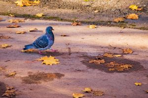 ©ВЛуки.ру