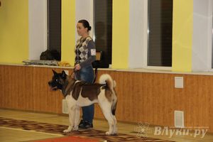 Всероссийская выставка собак в Великих Луках (фото)