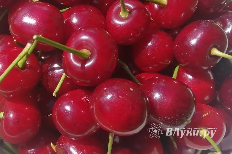 © ВЛуки.ру/Ирина Ловчая